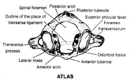 Skeletal System - Biology for Grade 11 PDF Download