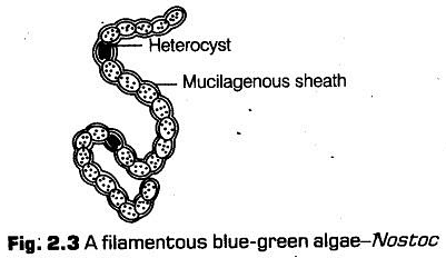 Detailed NCERT Notes: Biological Classification Notes | Study Biology Class 11 - NEET