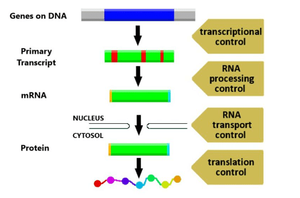 Regulation Of Gene Expression - Biology Class 12 - NEET PDF Download