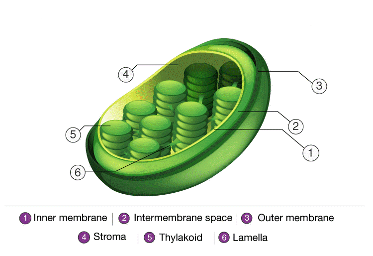 Plant Cell and Animal Cell - Additional Study Material for NEET PDF ...