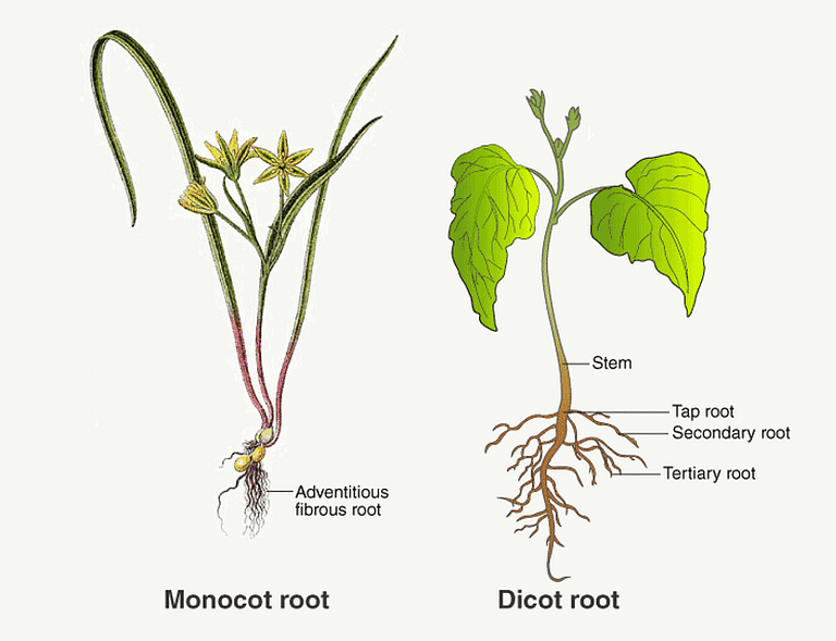 Types of Root