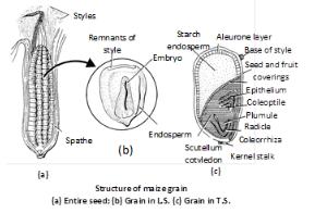 Seed: Development, Types and Germination - Science for ACT PDF Download