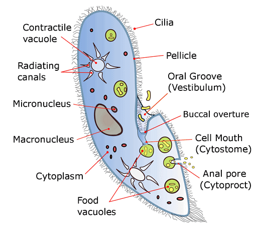 Kingdom Protista: Eukaryotes