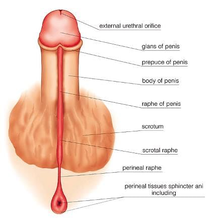 Fig: External Genitalia of Men