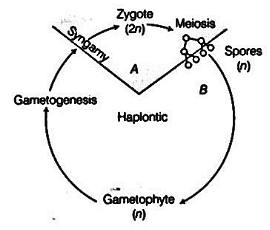 Fig. haplontic life cycle