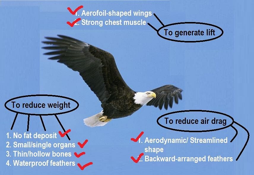 Bird Observation of Flying