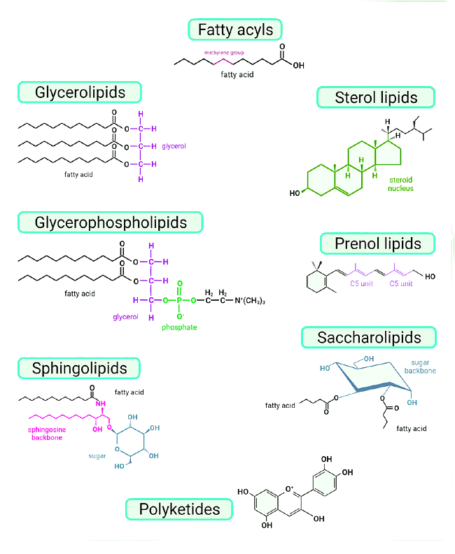 Important Diagrams Biomolecules Biology Class 11 NEET PDF Download