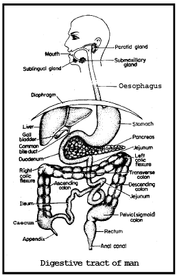 DIGESTIVE SYSTEM (Part-1) - Notes, Zoology, Class 11 PDF Download