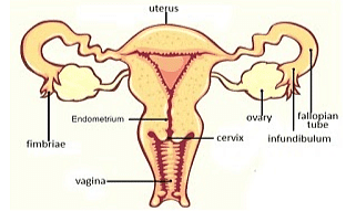 Fig. female reproductive system
