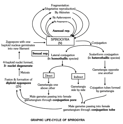 spirogyra life cycle