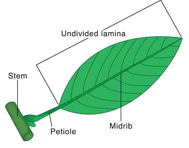 Venation and Modification of Leaves - Biology for ACT PDF Download