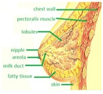 Fig. mammary gland
