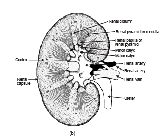 Human Excretory System & Structure of Kidneys - Notes | Study Biology ...