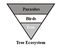 Ecosystems & Ecological Pyramids Notes | Study Biology Class 12 - NEET