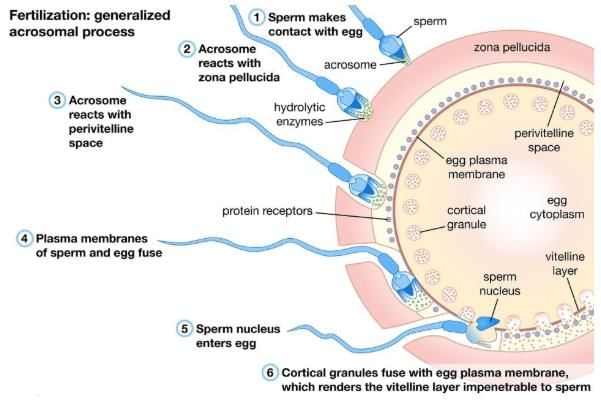 fertilization-human-reproduction-class-12-pdf-download