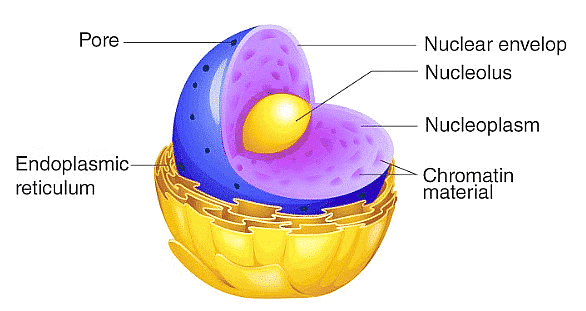 Cell: The Unit of Life Chapter Notes - Biology Class 11 - NEET PDF Download