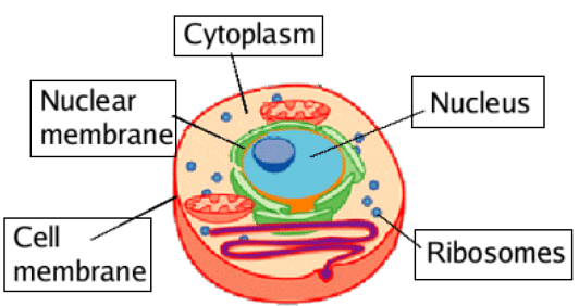 Important Notes for NEET: Cell: The Unit of Life | Biology Class 11 PDF ...