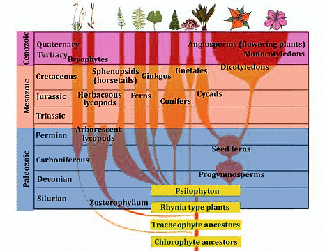 Important Diagrams: Evolution - Biology Class 12 - NEET PDF Download