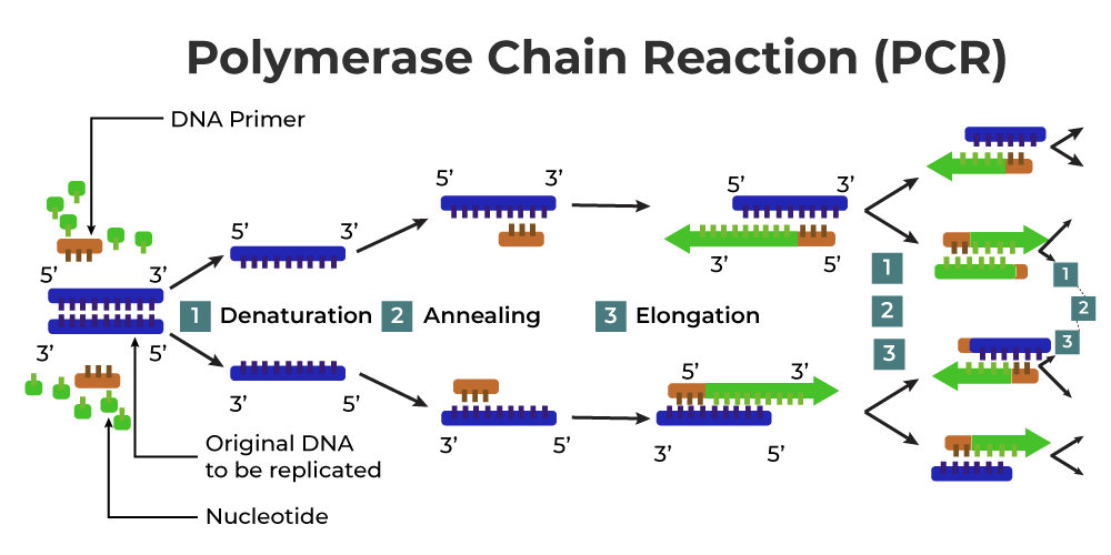 Important Diagrams: Biotechnology - Principles and Processes - Biology ...