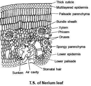 Anatomy of Monocot and Dicot Plants: Root, Stem and Leaf - Biology ...