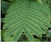 Fig. A monocot plant