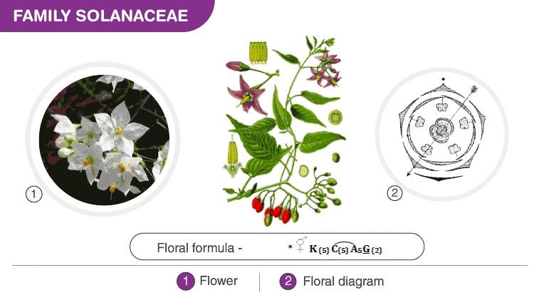 Semitechnical Description of a Flowering Plant & Some Important Families Notes | Study Biology Class 11 - NEET