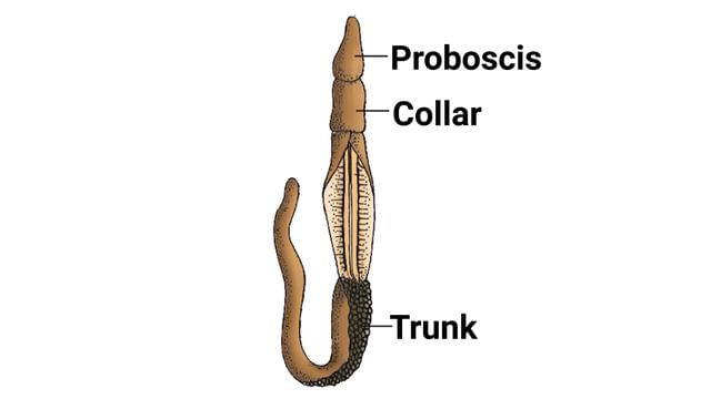 Important Diagrams: Animal Kingdom - Biology Class 11 - NEET PDF Download