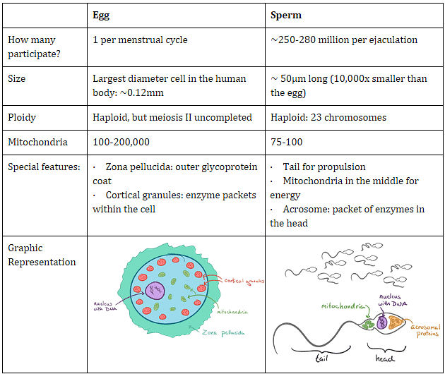Gametogenesis: Spermatogenesis and Oogenesis Notes | Study Biology Class 12 - NEET