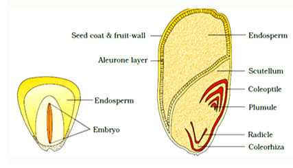 NCERT Notes: Morphology of Flowering Plants Notes | Study NCERTs for NEET - NEET