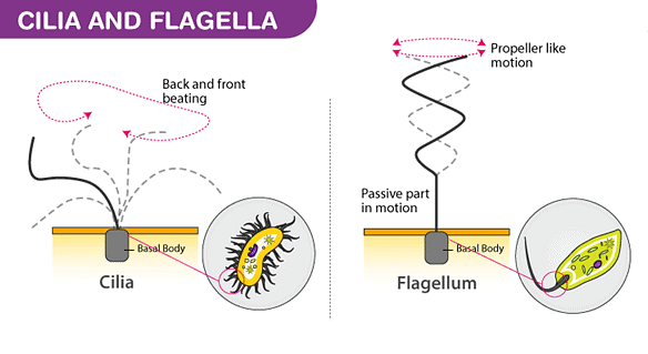 A comparative diagram of Cilia and Flagella