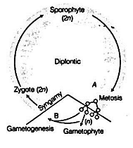 Fig. diplontic life cycle