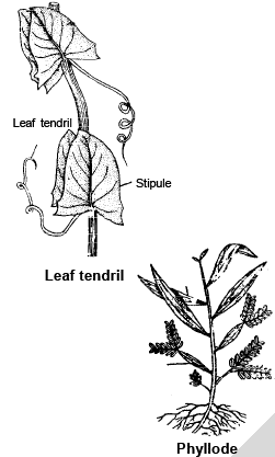 Modification of Root, Stem and Leaf - Morphology of Plants, Class 11 ...