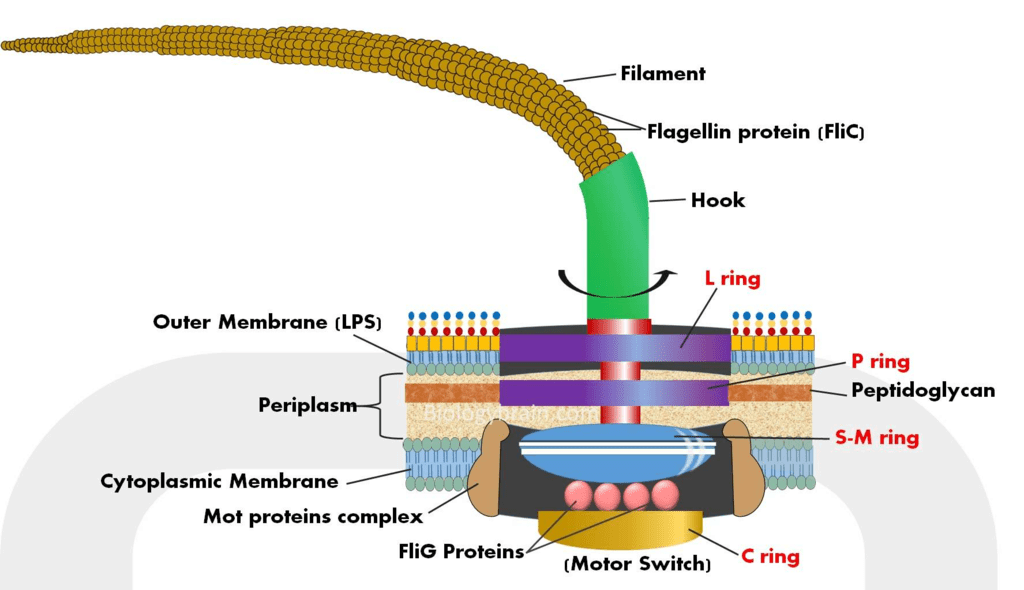 Prokaryotic Cells Cell Envelope and Components of Bacterial Cell