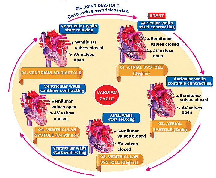 Cardiac Cycle and ECG - Biology Class 11 - NEET PDF Download