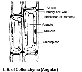 Permanent Tissues: Simple and Complex - Biology for ACT PDF Download