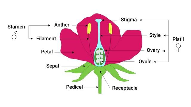 Important Diagrams: Morphology of Flowering Plants - Biology Class 11 ...