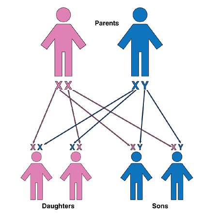 How heredity occurs in human beings 