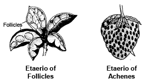 The Fruit and The Seed - Biology Class 11 - NEET PDF Download