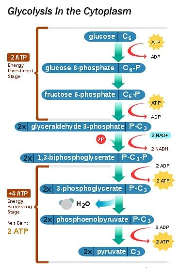 Important Diagrams: Respiration in Plants - Biology Class 11 - NEET PDF ...