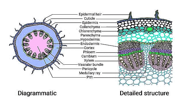 Important Diagrams: Anatomy of Flowering Plants - Biology Class 11 ...