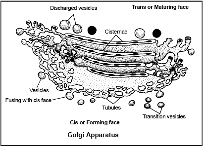 Endomembrane System - Biology For ACT PDF Download