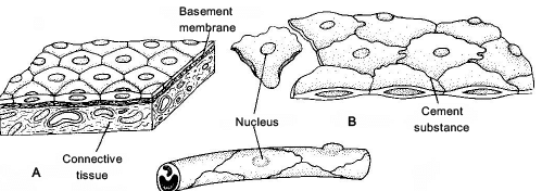 Animal Tissue (Part - 1) - Notes, Zoology, Class 11 PDF Download