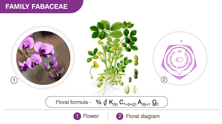 Semitechnical Description of a Flowering Plant & Some Important Families Notes | Study Biology Class 11 - NEET
