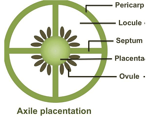 Basal Placentation Examples