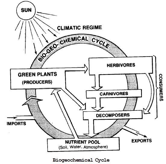 Biogeochemical Cycles - Biology For JAMB PDF Download