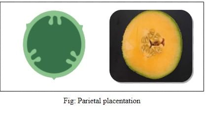 Placentation: Marginal Axile Parietal Free Central Basal Biology