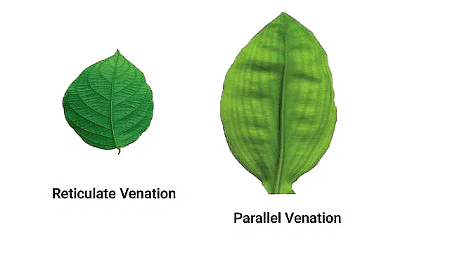 Important Diagrams: Morphology Of Flowering Plants 