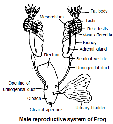 Reproductive System: Frog - Additional Study Material for NEET PDF Download