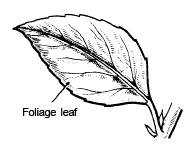 Modification of Root, Stem and Leaf - Morphology of Plants, Class 11 ...