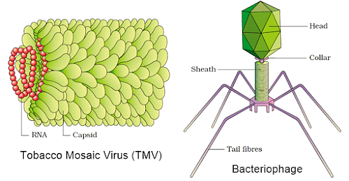 Important Diagrams NEET : Biological Classification - Biology Class 11 ...